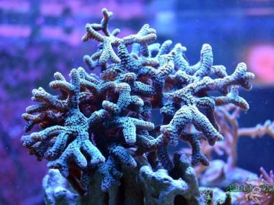 montipora