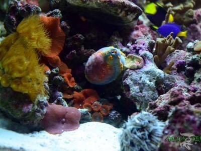 strzykwa pseudocolochirus violaceus