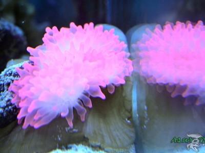 ukwiał entacmaea quadricolor 02