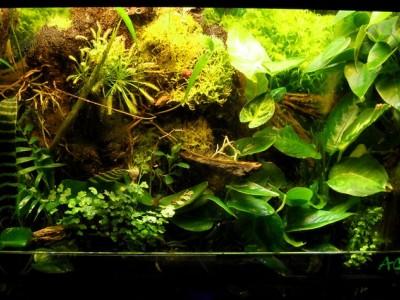 paludarium 01