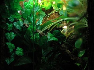 paludarium 03