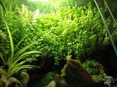 paludarium 07
