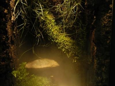 paludarium 09