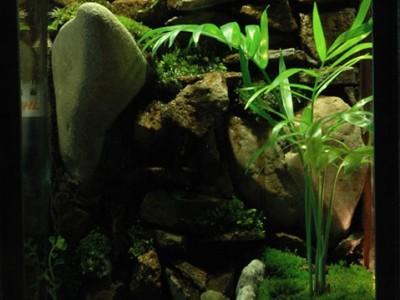 paludarium 11