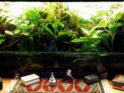 paludarium 12