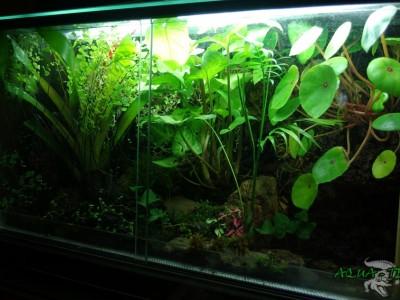 paludarium 14