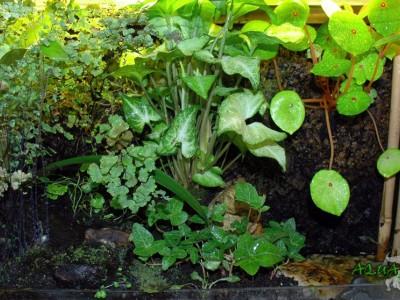 paludarium 16